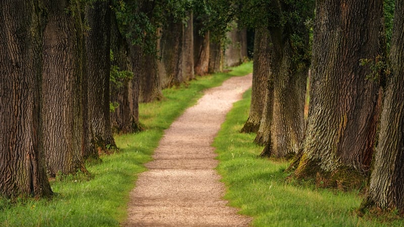 Forest Trail Image