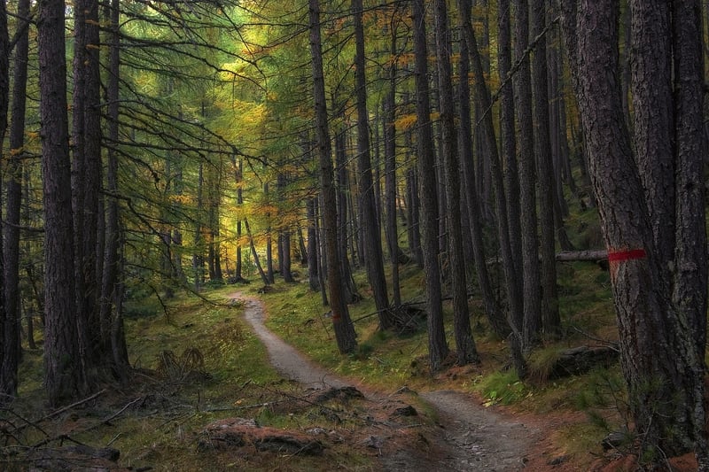 Nature Walk Image